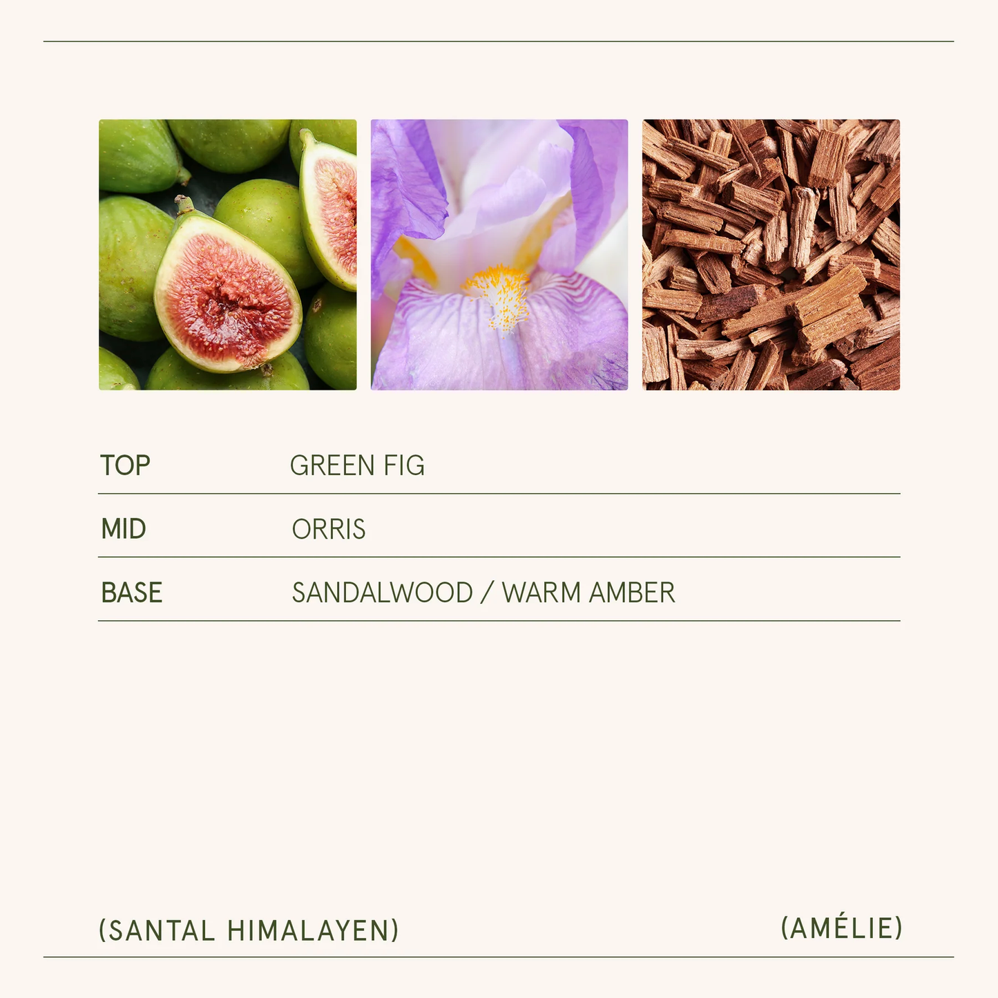 Amélie Santal Himalayen